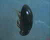 Attagenus pellio